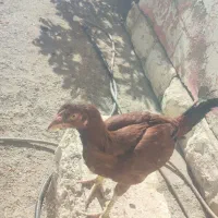 فروش مرغ و خروس لاری|حیوانات مزرعه|شیروان (خراسان), |دیوار