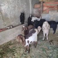 تعداد۹عدد بز سالم و سرحال|حیوانات مزرعه|تویسرکان, |دیوار