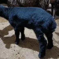 قوچ دو ساله|حیوانات مزرعه|هریس, |دیوار