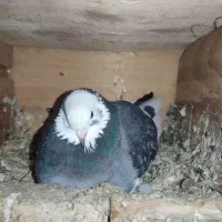 کبوتر|پرنده|اسلامآباد غرب, |دیوار