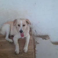 حیوان گمشده