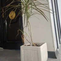 گلدان و گل آپارتمانی