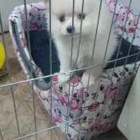 توله پامرخرسی اپارتمانی