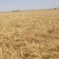 بذر گندم|خدمات باغبانی و درختکاری|شیراز, سیلو|دیوار