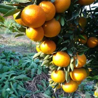 نهال نارنگی تابستونه|خدمات باغبانی و درختکاری|ساری, |دیوار