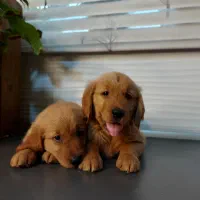 گلدن رتریور وارداتی با مدارک کامل