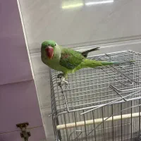 شاه طوطی ،سهره،قناری|پرنده|کرج, کمال‌شهر|دیوار