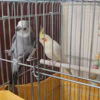 عروس هلندی مولد|پرنده|وحیدیه, |دیوار