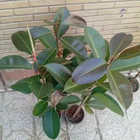 گلهای شاداب زیبا|گل و گیاه طبیعی|مشهد, اروند|دیوار