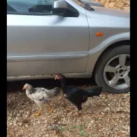 لاری مرغ سیاه جوجه لاری پنج شیش ماهه|حیوانات مزرعه|قصرشیرین, |دیوار