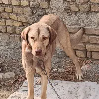 سگ نگهبان نژاد عراقی ماده