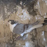 ساده کاکلی نر فروشی