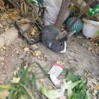 فروش حیوان خانگی|موش و خرگوش|دشتابی, |دیوار