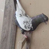 ماده شهری بهبهونی|پرنده|شیراز, دارالرحمه|دیوار