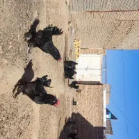 خروس جوان مرندی اصل وباکیفیت