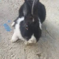 خرگوش سرحال