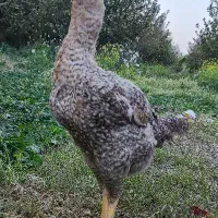 مرغ لاری و مرغ محلی