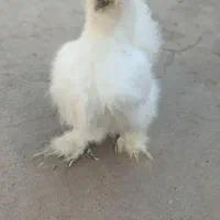 مرغ ابریشمی