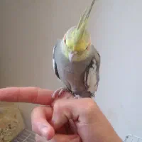معاوضه هم میکنم، عروسهلندی