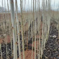 نهال صنوبر نیگرا