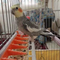 عروس هلندی سخنگو