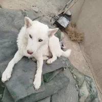 واگذاری|سگ|ملارد, |دیوار