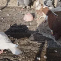 کفتر|پرنده|شیراز, شیخ علی چوپان|دیوار