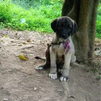 توله ماده سراب|سگ|عباسآباد, |دیوار