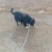 لاس درشت|سگ|شاهین‌شهر, فرودگاه هسا|دیوار