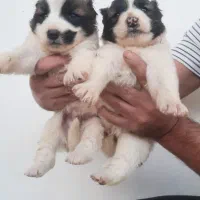 ۳عد توله نر افقان اصیل