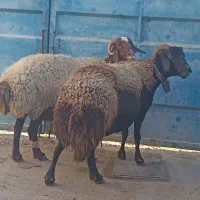 میش شاخی