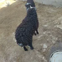 بره نر|حیوانات مزرعه|شادگان, |دیوار