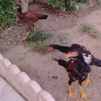 سه تا لاری دوتاش خروس ویکی فریح
