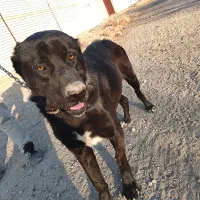 واگذاری رایگان ن ی س ت|سگ|باسمنج, |دیوار