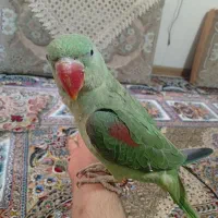 شاه طوطی رام