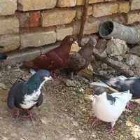 کبوتر بهبهونی