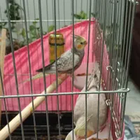 جوجه عروس هلندی|پرنده|رضوانشهر, |دیوار