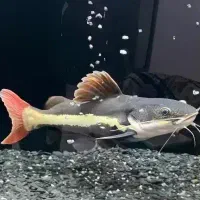 ماهی مانستر