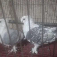 کبوتر تزیینی(چنگ موشی سینه فر)|پرنده|شیراز, درکی|دیوار