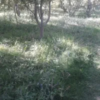 بچه یونجه داخل باغ خوش قیمت|لوازم جانبی حیوانات|تکاب, |دیوار