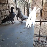 کبوتر|پرنده|کبودرآهنگ, |دیوار