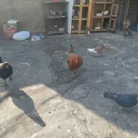 مرغ خروس محلی|حیوانات مزرعه|چهاردانگه (تهران), |دیوار