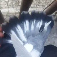 کبوتر