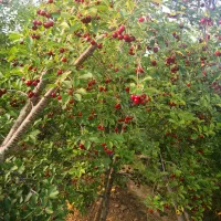 تسوج فروش خانه کلنگی