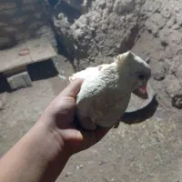 پشتی کاکلی ماده