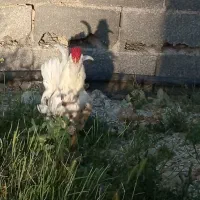 خروس گلین چهل تاج