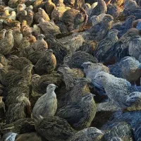 بلدرچین ارگانیک دانه180
