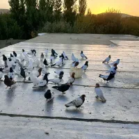 کبوتر سینه ای کله ای دم سیاه سرور|پرنده|صائین قلعه, |دیوار