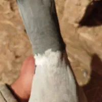 کبوتر|پرنده|دشتابی, |دیوار