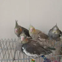 عروس هلندی